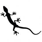 AUDI gecko